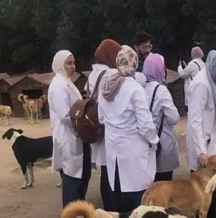 تجربة جديدة لإيواء الكلاب الضالة بدمياط